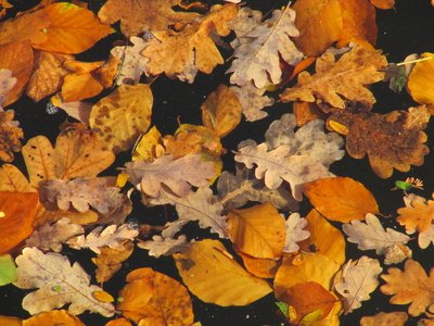 Laub im Herbst