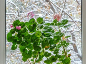 Geranien richtig über den Winter bringen
