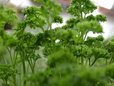 In jeden heimischen kräutergarten gehört Petersilie