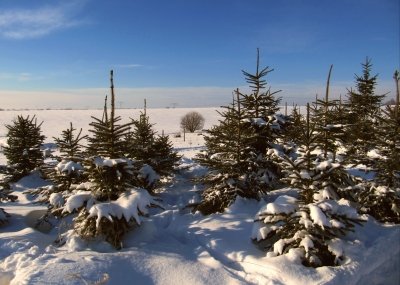 Weihnachtsbäume im Sauerland