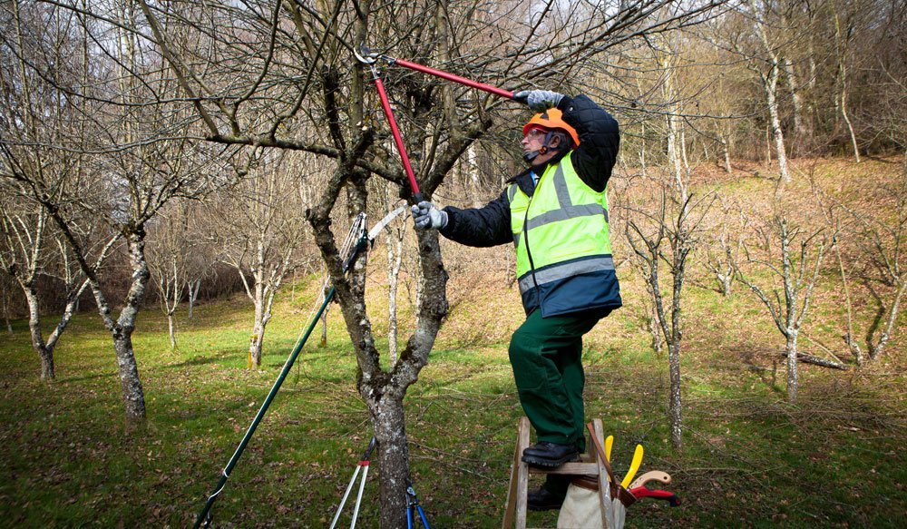 Apfelbaum Schneiden Wassertriebe