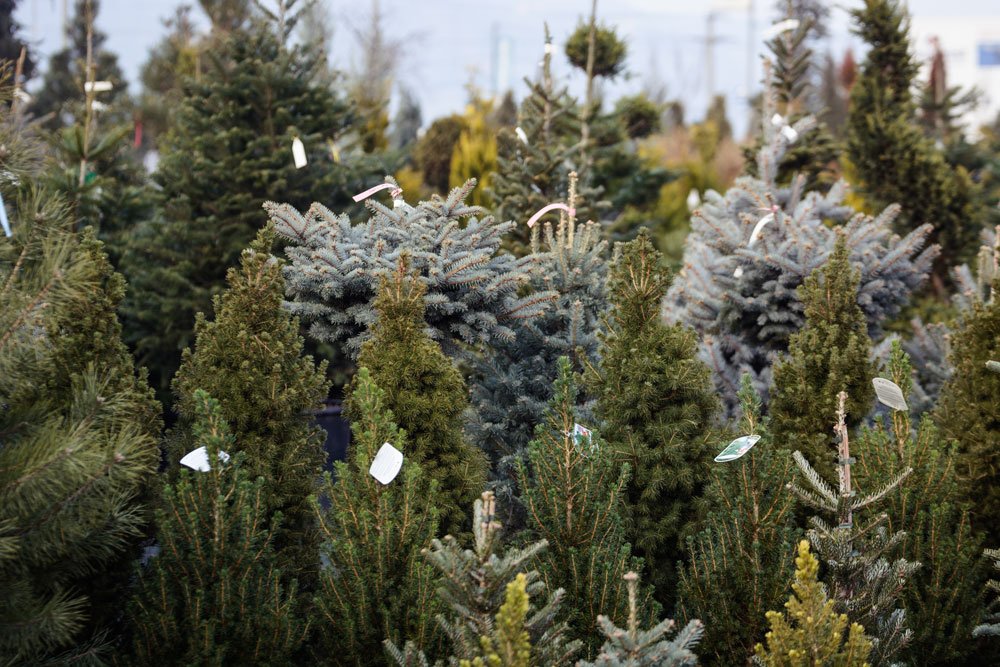 Tannenbaum kaufen