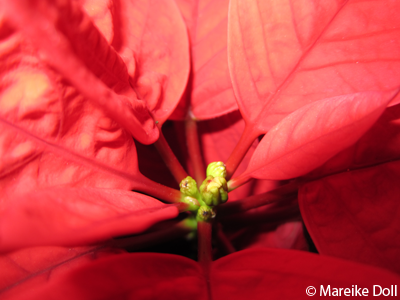 Blüten des Weihnachtssterns