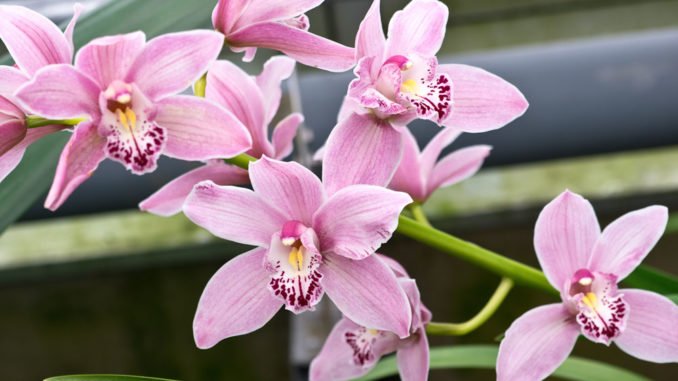 © Andrei - Fotolia.com Orchideen