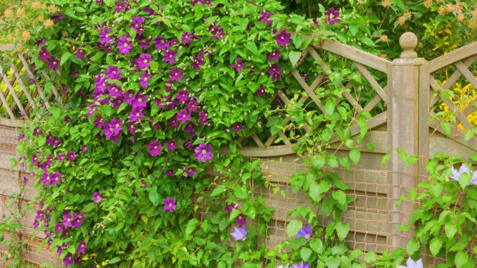 © doethion - Fotolia.com Kletterpflanzen Einsatzmöglichkeiten