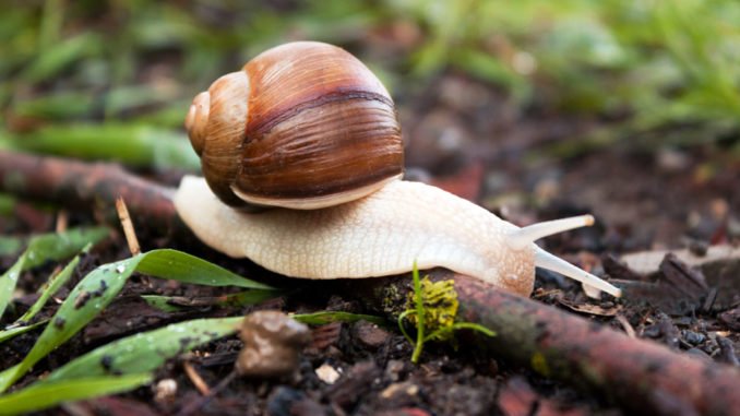 © lyudmilka_n - Fotolia.com Pflanzen Schädlinge
