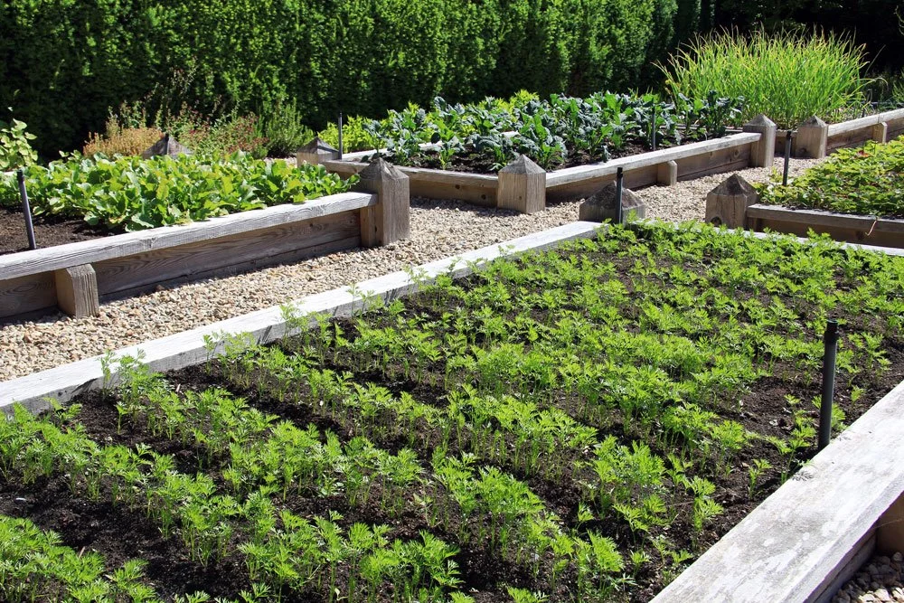 Gemüsegarten Planung