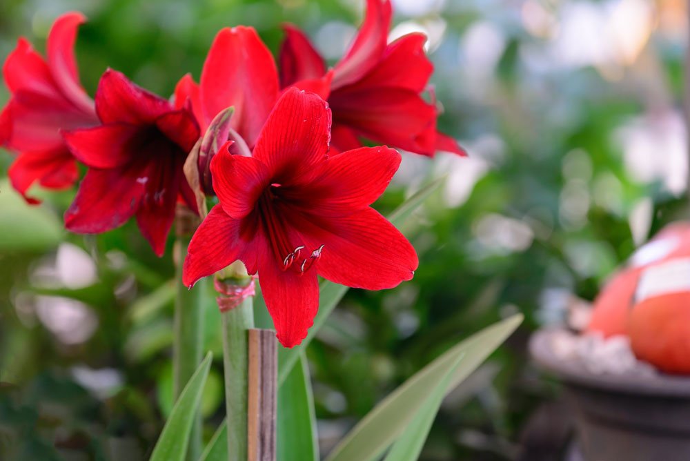 Amaryllis Garten