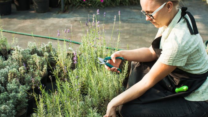 © oksix - Fotolia.com Gartenarbeit August