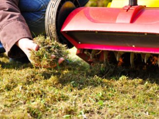 Gartentipps März