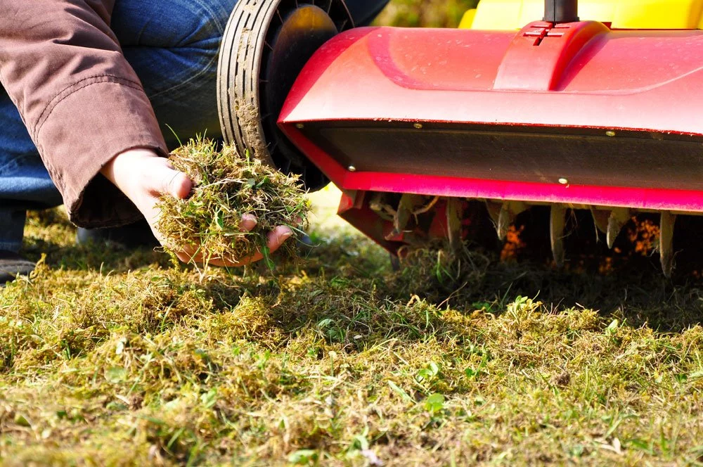 Gartentipps März