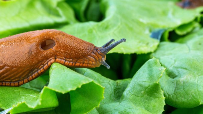 © Gina Sanders - Fotolia.com Schädlinge Garten