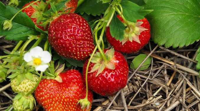 Erdbeeren pflanzen: das ist zu beachten
