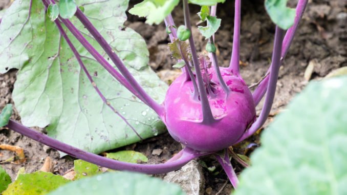 © piXuLariUm - Fotolia.com Kohlrabi pflanzen Garten