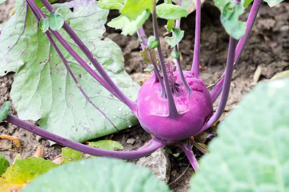 Kohlrabi pflanzen Garten
