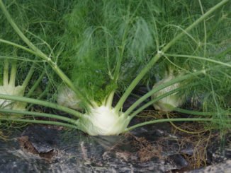Fenchel im Garten