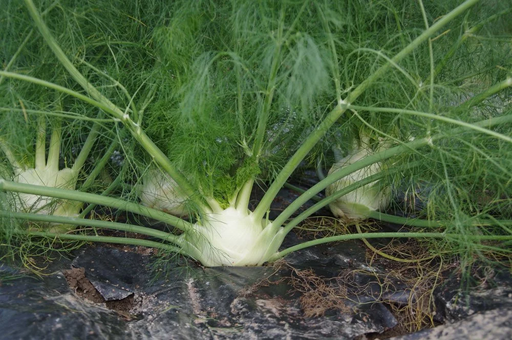 Fenchel im Garten