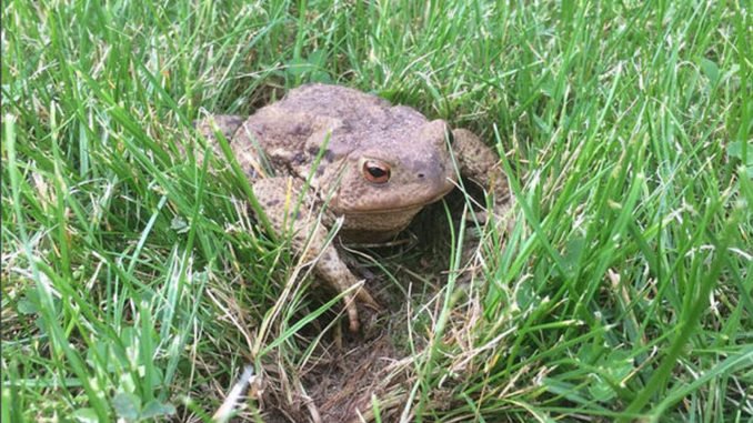 5 Nutzlinge Im Garten