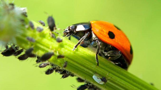 Blattlause Im Garten Tipps Und Tricks Bei Blattlausbefall