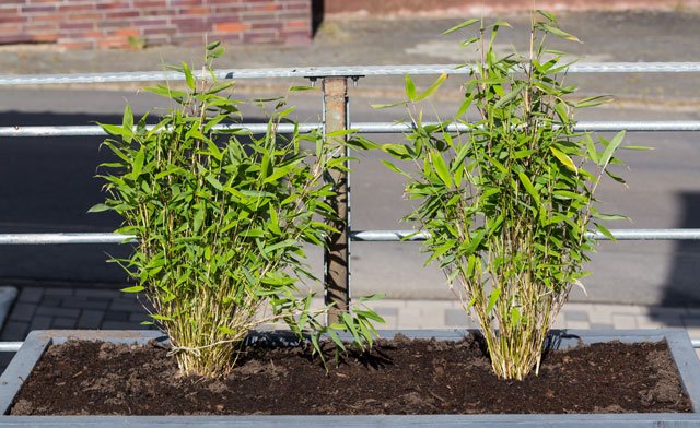 Sichtschutz für Terrassen aus Pflanzen