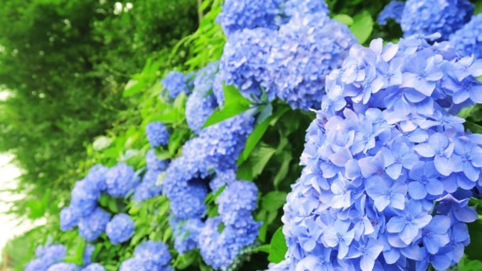 © rrice - Fotolia.com Hortensien blau färben