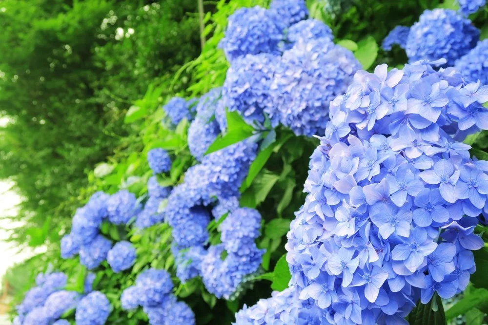 Hortensien blau färben