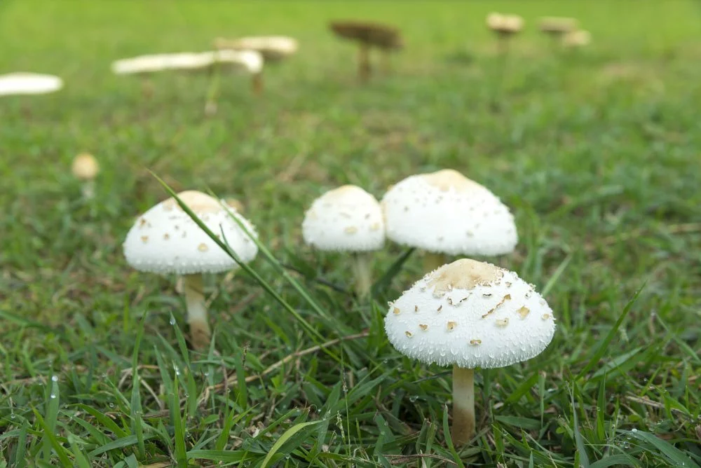 Pilze im Rasen entfernen