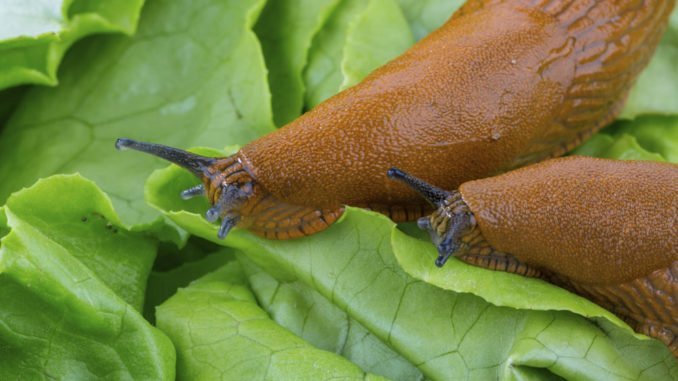 © Gina Sanders - Fotolia.com Schneckenkorn