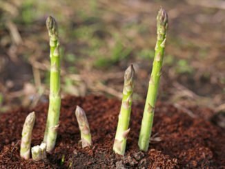 Spargelbeet anlegen Anleitung