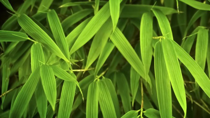 © Tom Bayer - Fotolia.com Bambus Rhizompserre Wurzelsperre