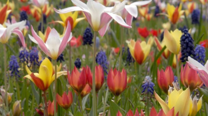 © fluwel.de Blumenwiese anlegen