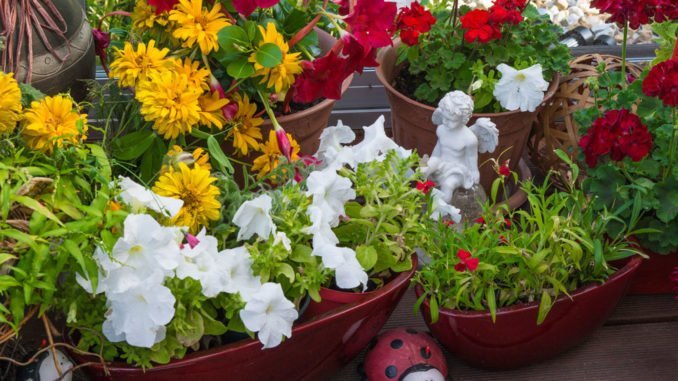 Im Herbst Pflanzen Zwiebelblumen Für Den Topfgarten Welcher Topf Und Welche Blumenzwiebeln