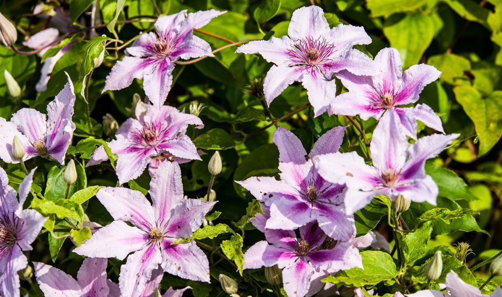 Clematis alpina