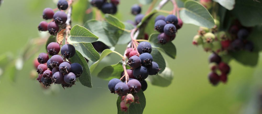 Ab Wann Ist Marmelade Schlecht Ab Wann Ist Marmelade Schlecht
