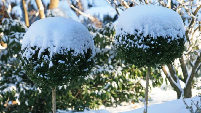 © swa182 - Fotolia.com Winter Buchsbaum Garten