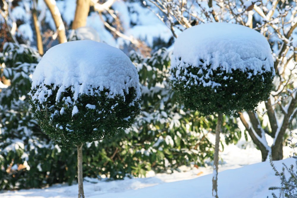 Winter Buchsbaum Garten