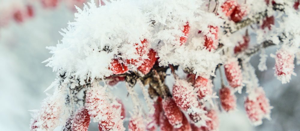 Den Gartenteich im Winter eisfrei halten Praxisreihe