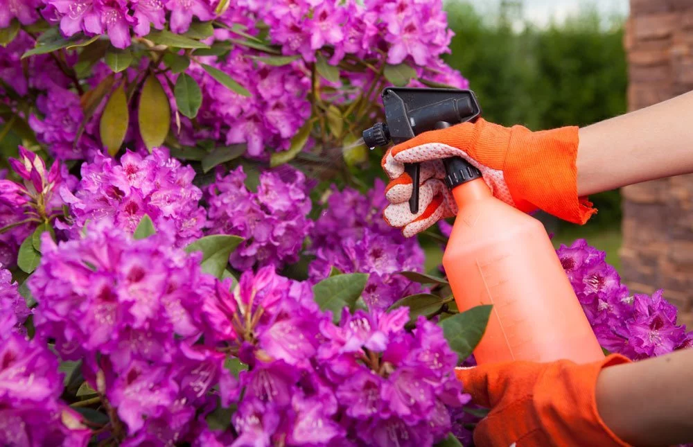 © NinaMalyna - Fotolia.com Rhododendron spritzen