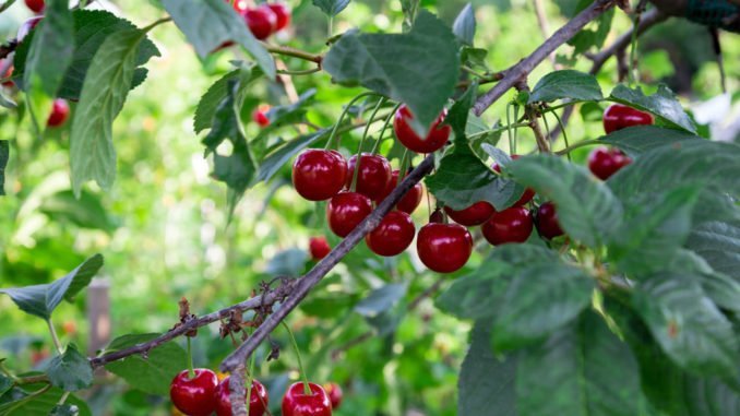 © eddi_m - Fotolia.com Sauerkirsche Ziergarten
