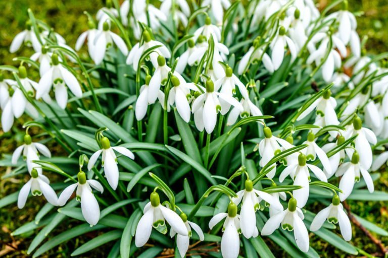 Schneeglöckchen wann pflanzen? kleiner Steckbrief
