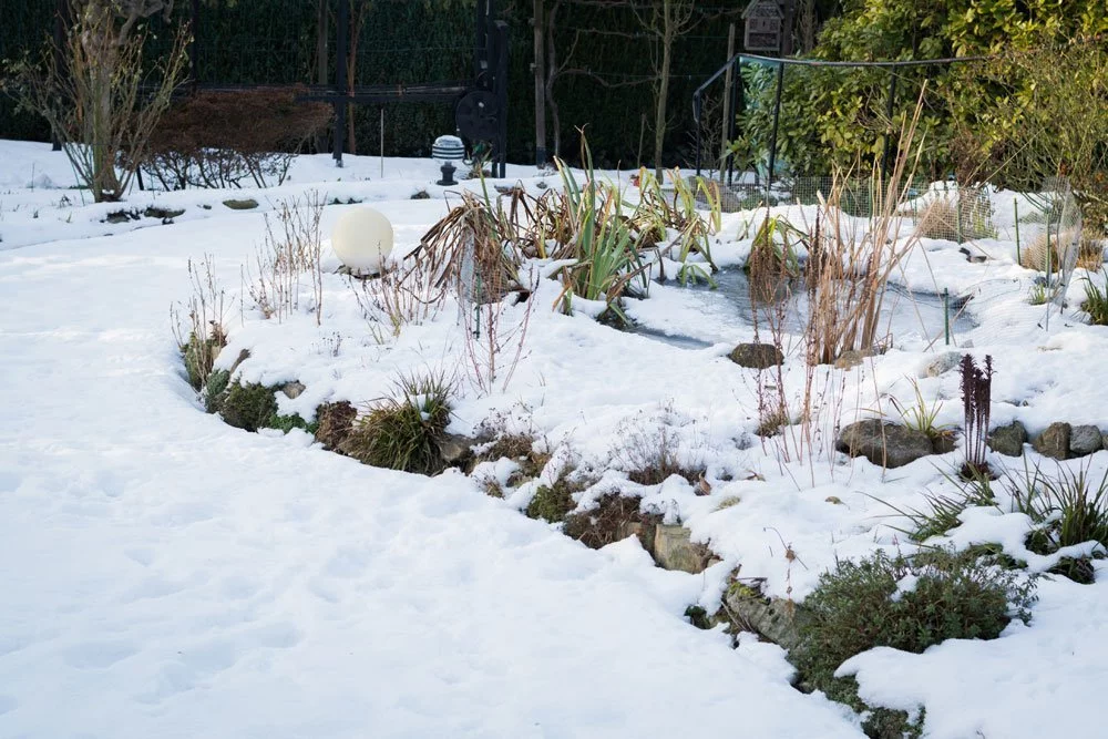 Vegetationsruhe Pflanzen Winter