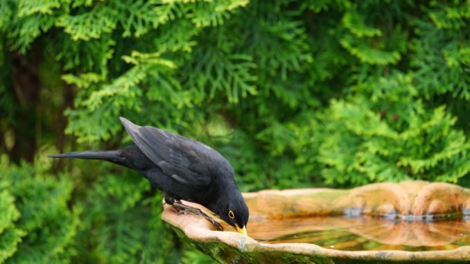 Vogel Im Garten Mit Wasser Versorgen Worauf Sie Achten Mussen