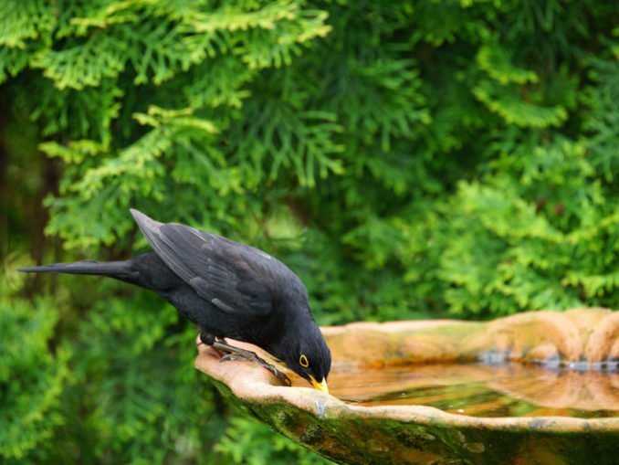 Vögel im Garten mit Wasser versorgen