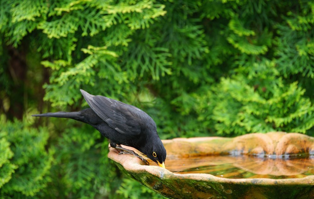 Vögel im Garten mit Wasser versorgen