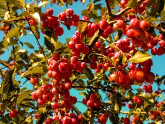 Zierapfel