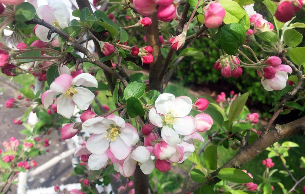 Zierapfel Blüte