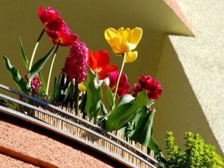 Tulpen Balkon
