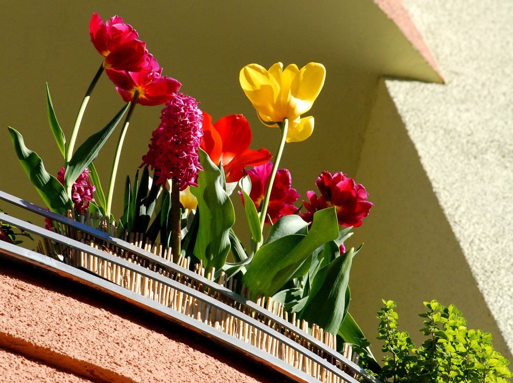Tulpen zwiebeln Atemberaubend Resistente Ziemlich Wunderschöne Hausgarten Balkon-4zwiebeln
