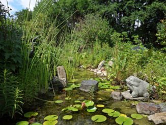 Algen Gartenteich