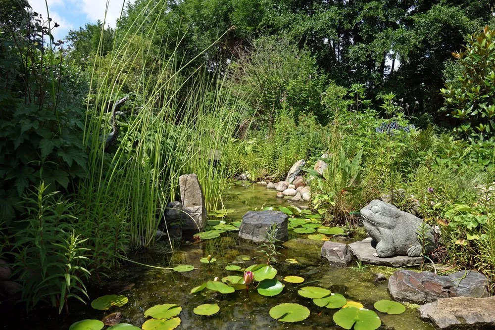 Algen Gartenteich